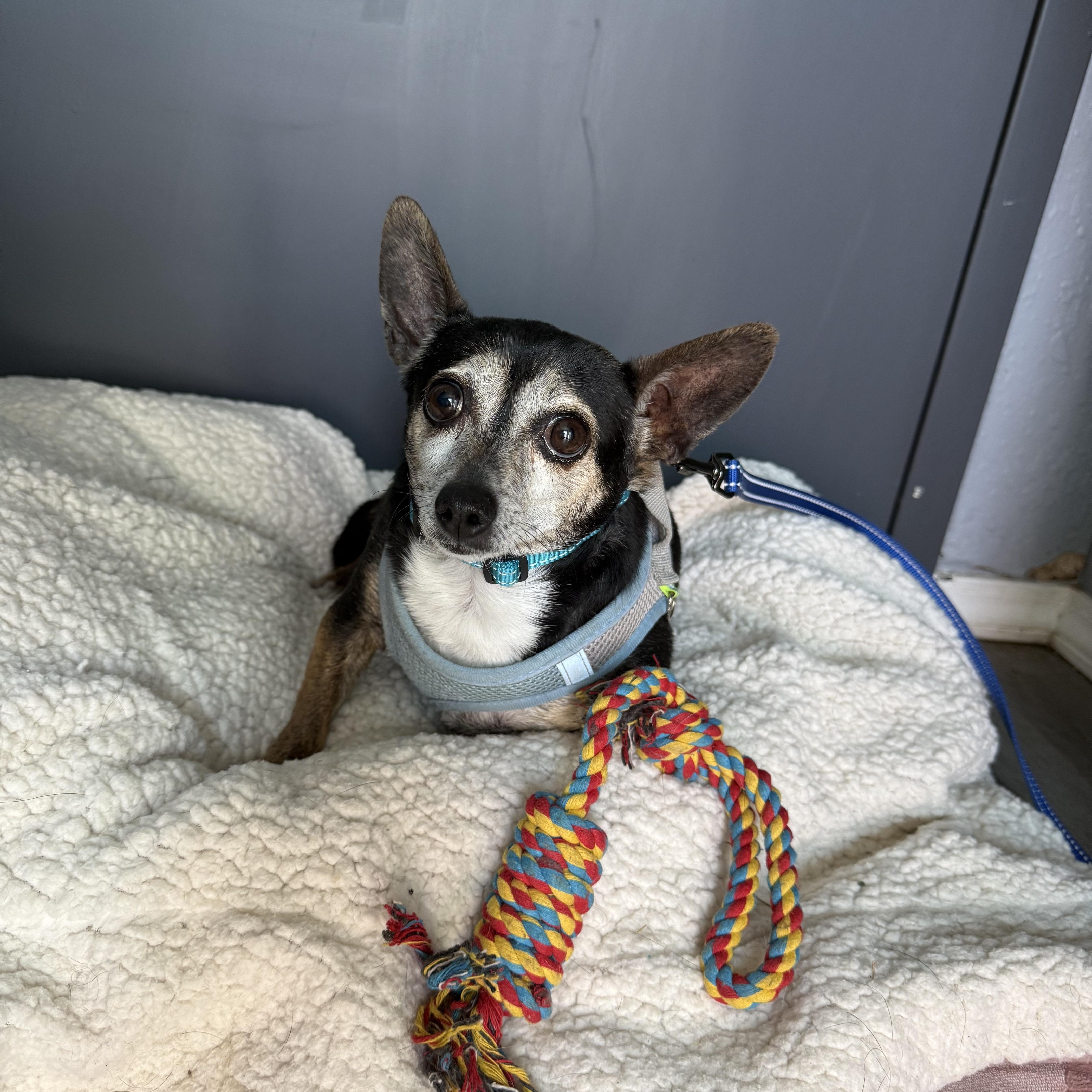 Chapo, a Adoptable Chihuahua in Belleville, NJ image 3/3