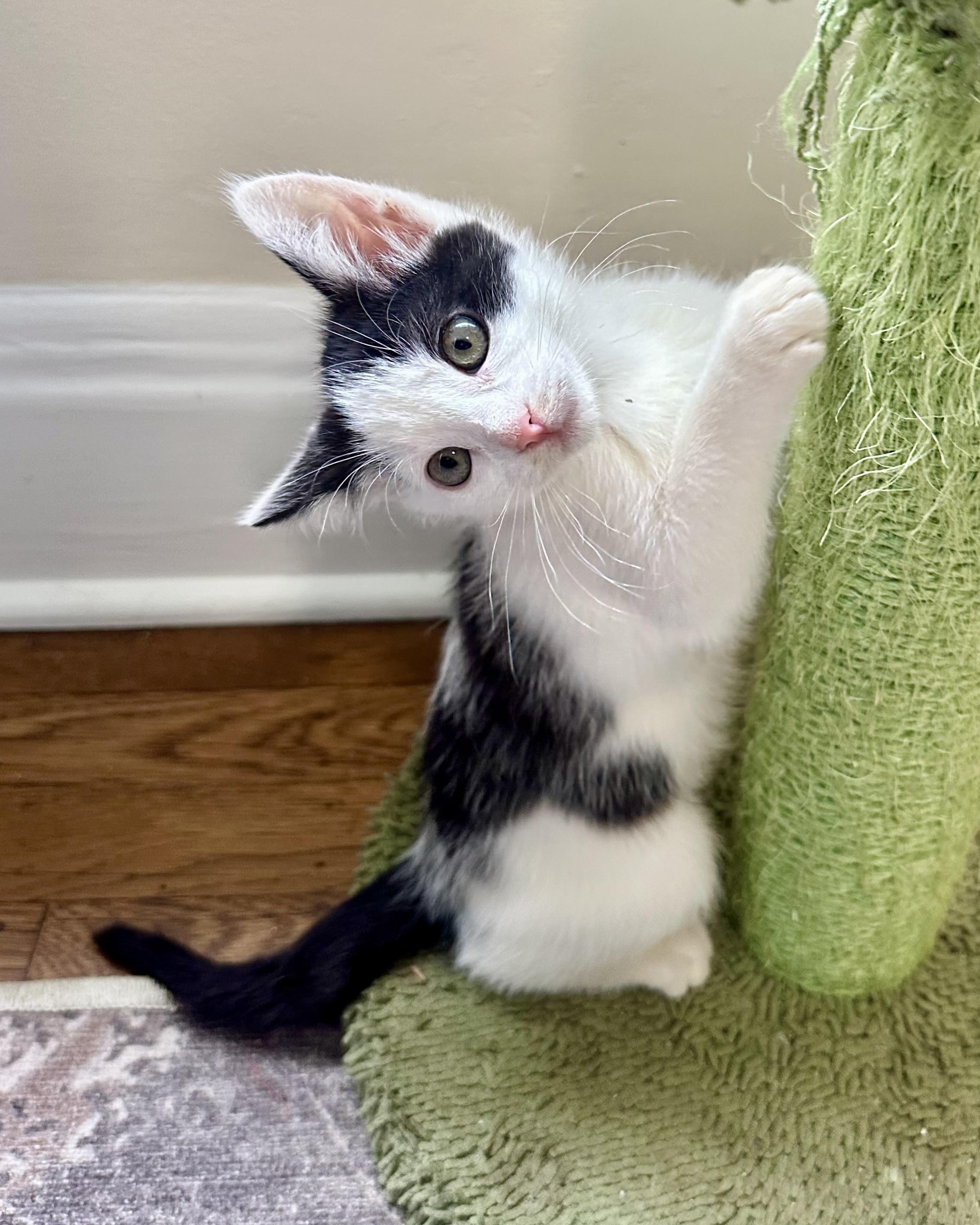 Enlarge Guernsey (bonded with Gatsby), a Adopted Domestic Short Hair in San Francisco, CA image 2/6