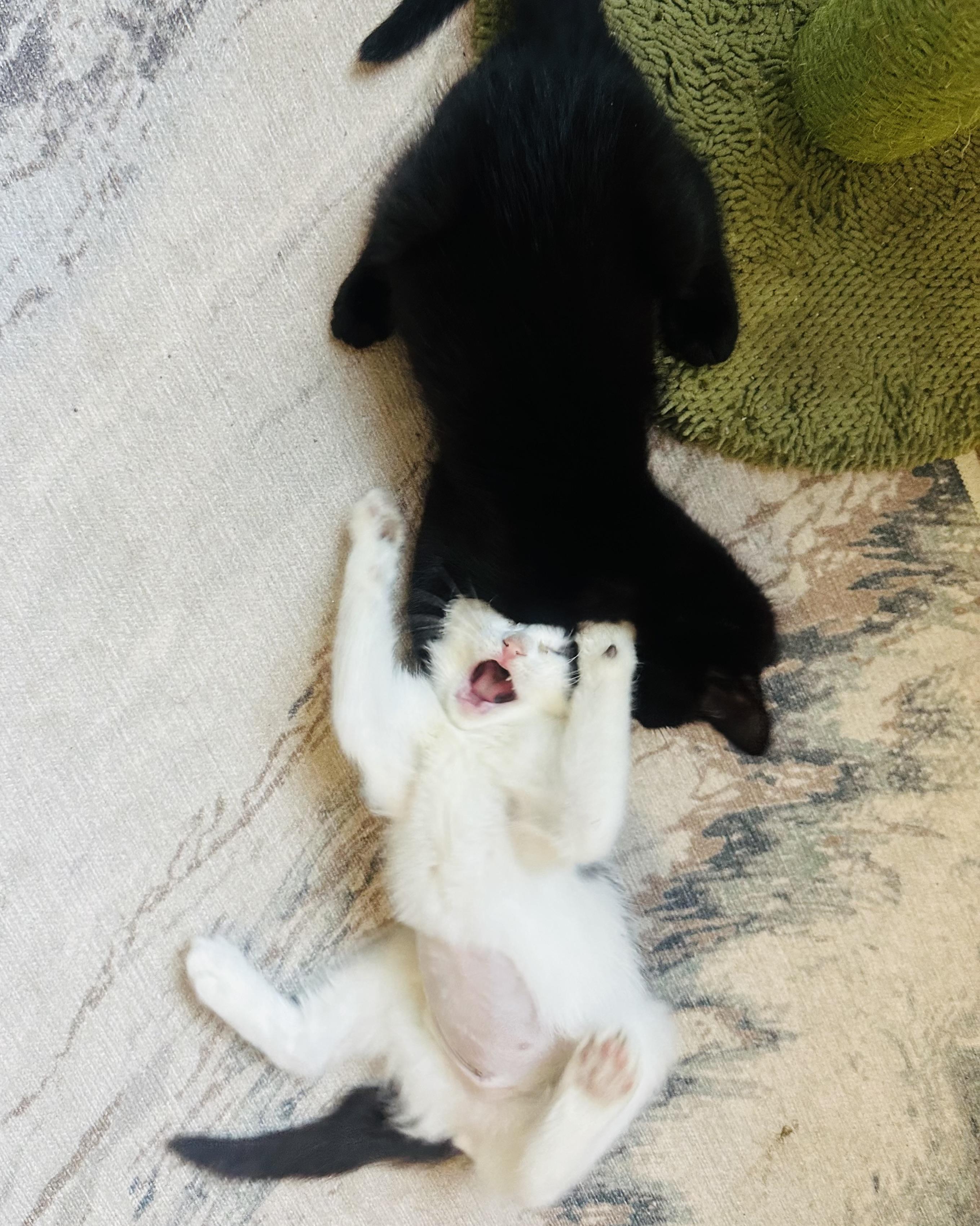 Enlarge Guernsey (bonded with Gatsby), a Adopted Domestic Short Hair in San Francisco, CA image 3/6