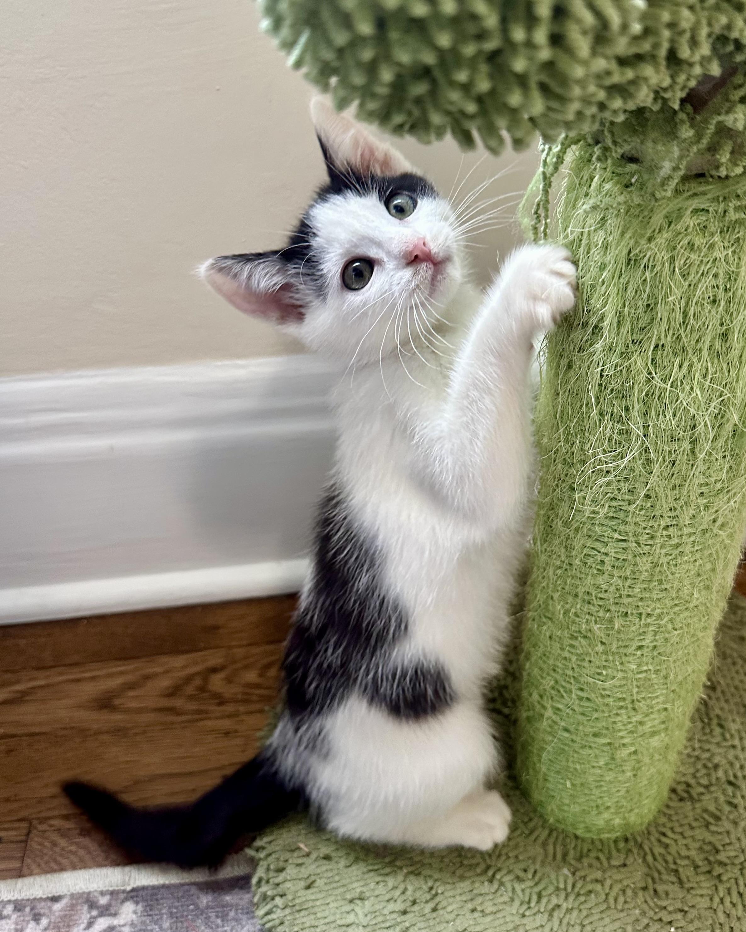Enlarge Guernsey (bonded with Gatsby), a Adopted Domestic Short Hair in San Francisco, CA image 4/6