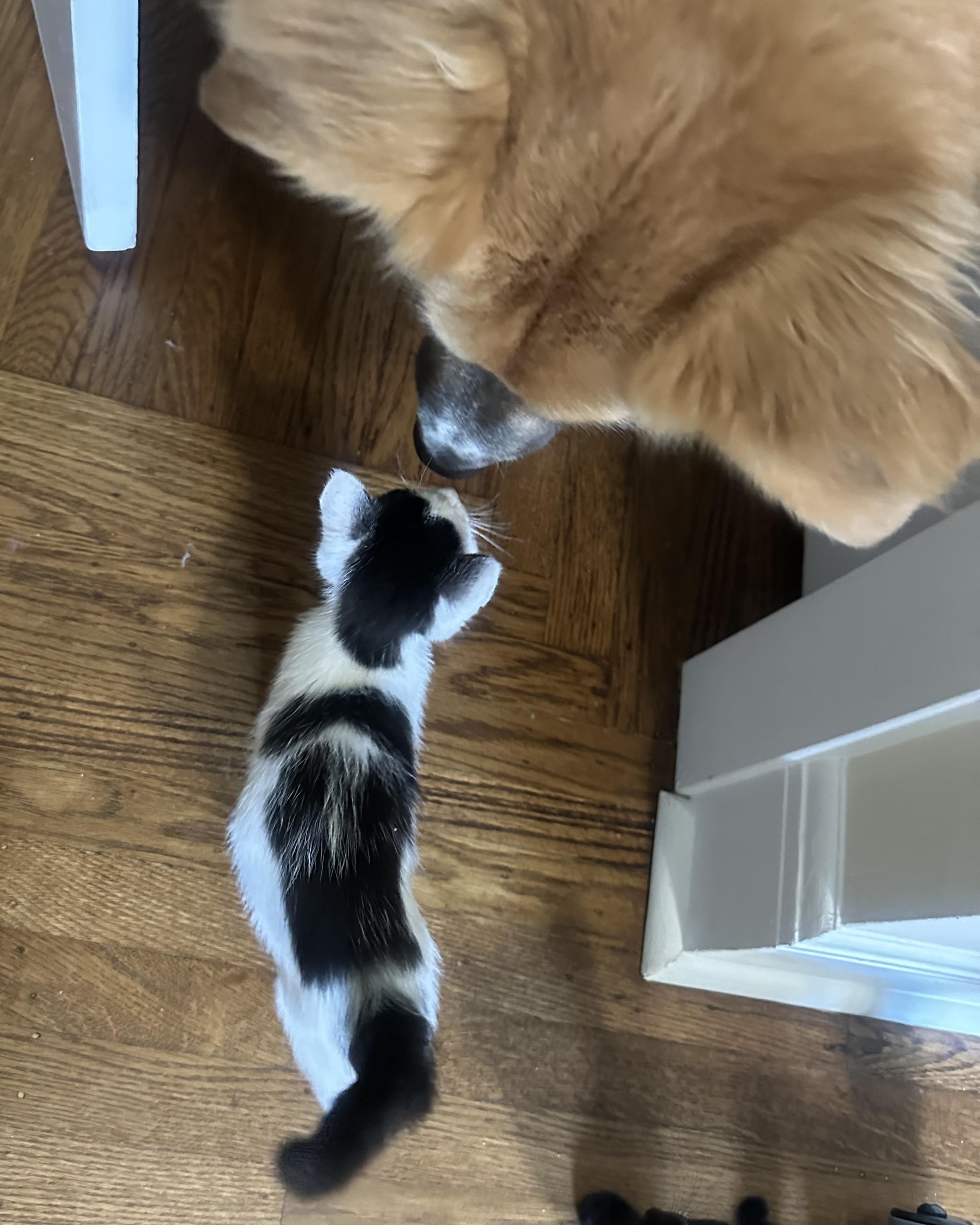 Enlarge Guernsey (bonded with Gatsby), a Adopted Domestic Short Hair in San Francisco, CA image 5/6