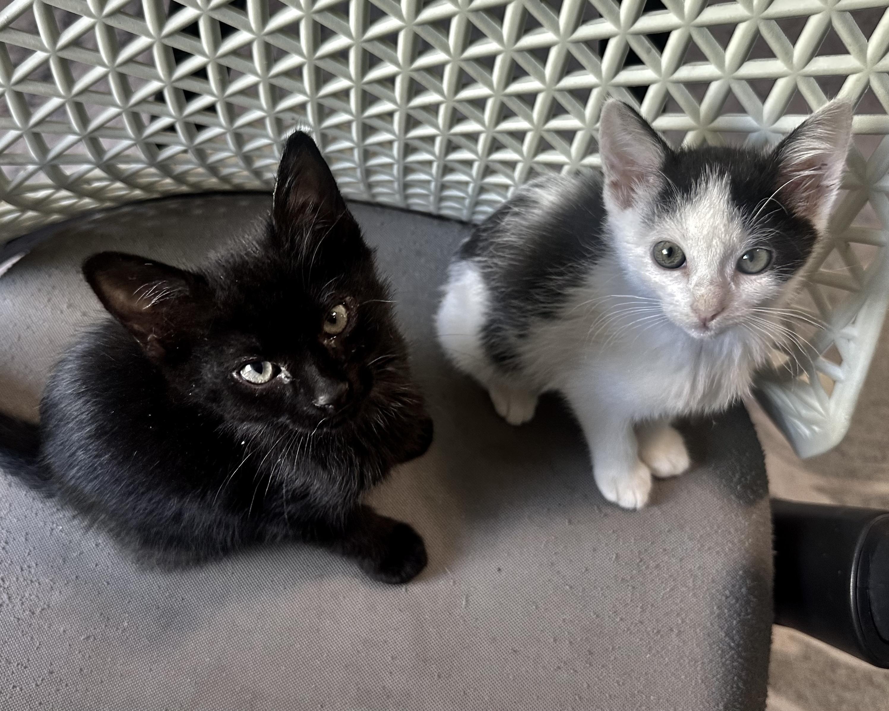 Enlarge Guernsey (bonded with Gatsby), a Adopted Domestic Short Hair in San Francisco, CA image 6/6