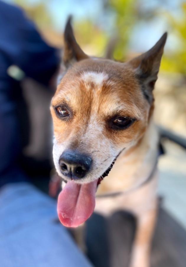 Ollie - Adopt Me!, Adoptable, Senior Male Jack Russell Terrier & Chihuahua.