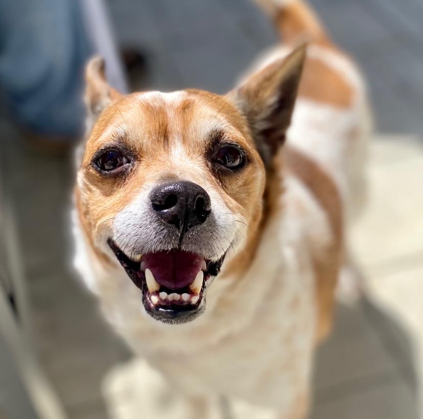 Ollie - Adopt Me!, a Adoptable mixed breed in Lake Forest, CA image 2/6