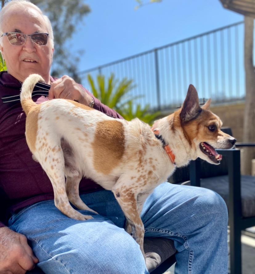 Ollie - Adopt Me!, Adoptable, Senior Male Jack Russell Terrier & Chihuahua.