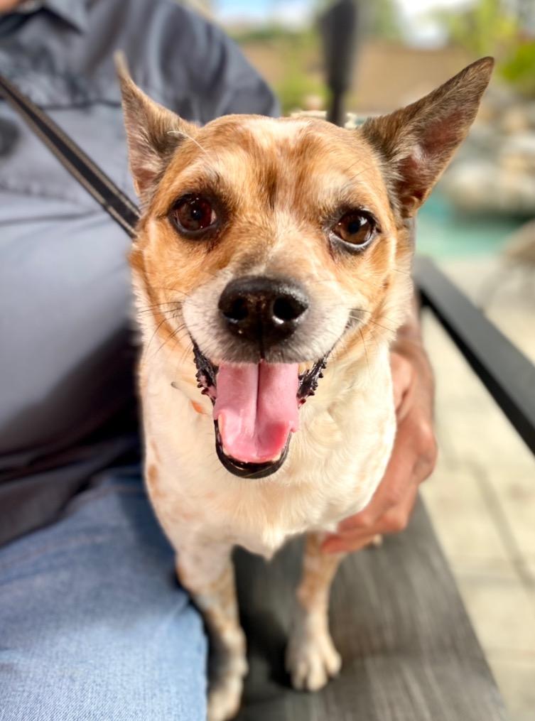 Ollie - Adopt Me!, a Adoptable mixed breed in Lake Forest, CA image 3/6