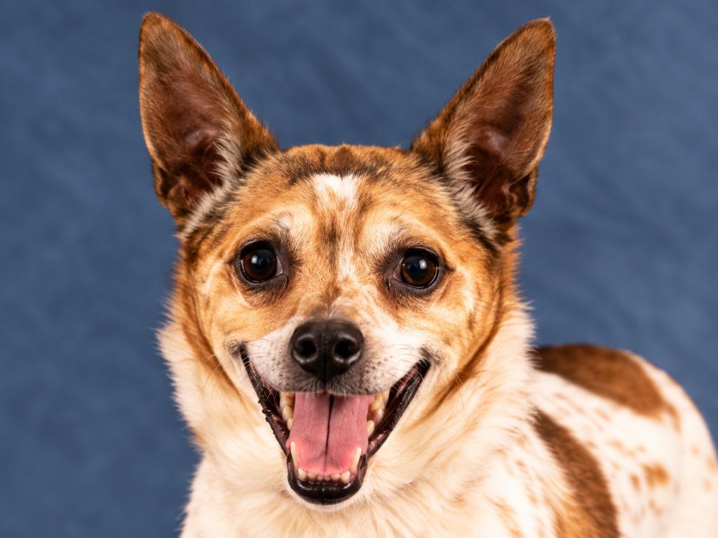 Enlarge Ollie - Adopt Me!, a Adoptable mixed breed in Lake Forest, CA image 3/5