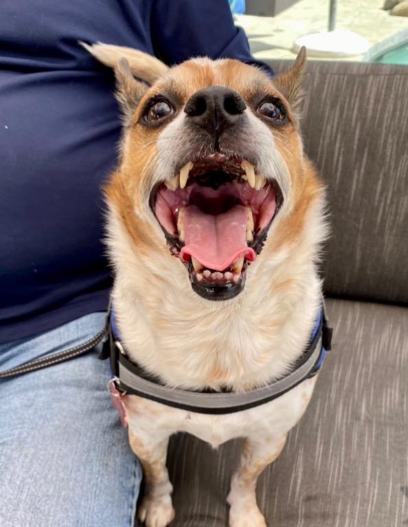 Ollie - Adopt Me!, a Adoptable mixed breed in Lake Forest, CA image 4/6