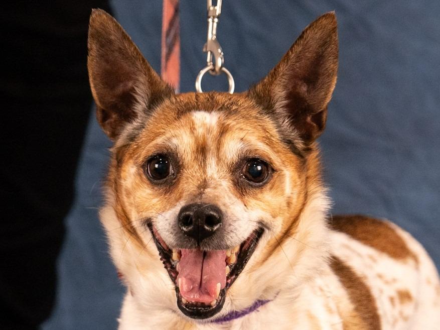 Enlarge Ollie - Adopt Me!, a Adoptable mixed breed in Lake Forest, CA image 6/6