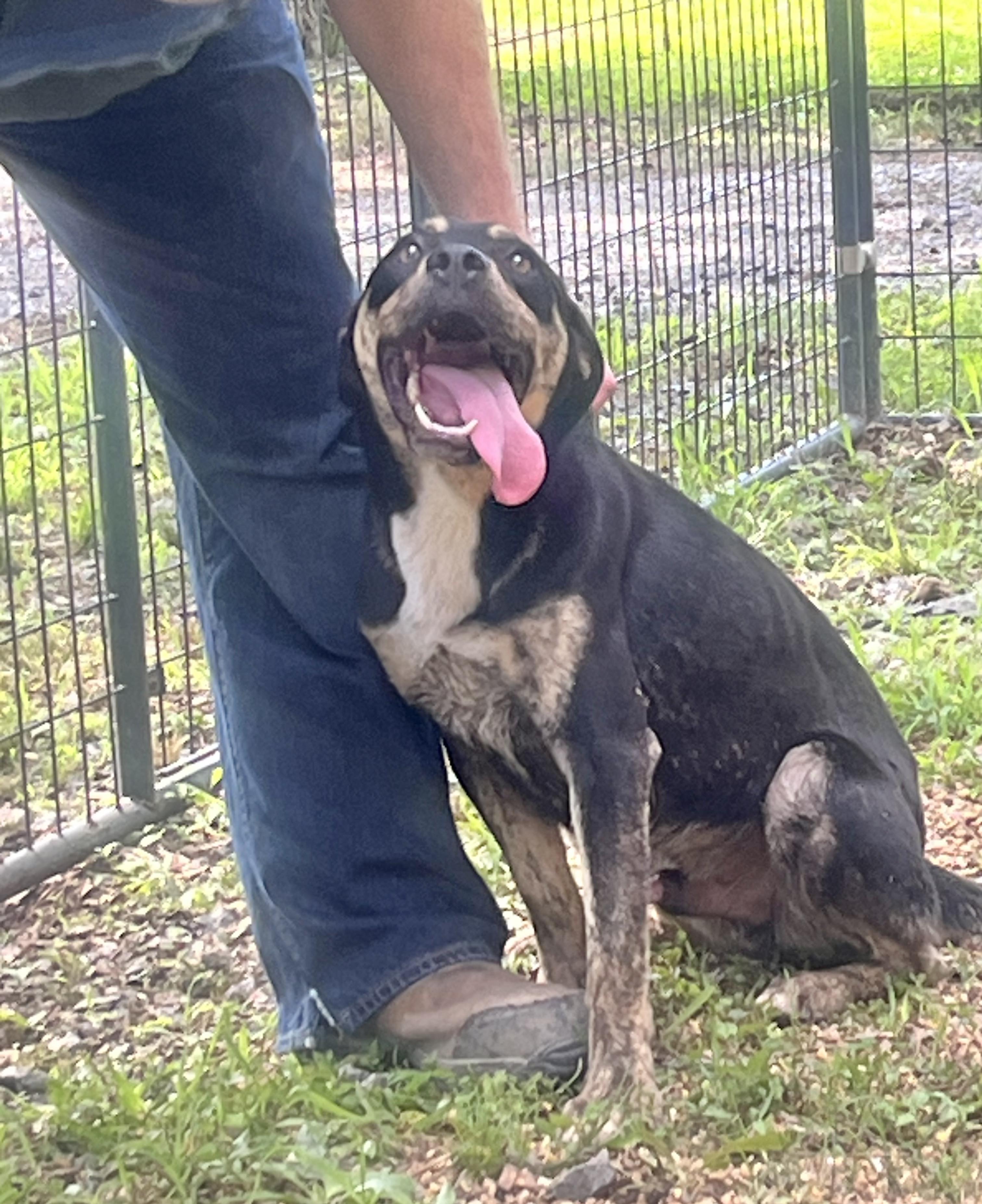 Enlarge Taz, a ADOPTABLE Mixed Breed in Manchester, CT image 2/4