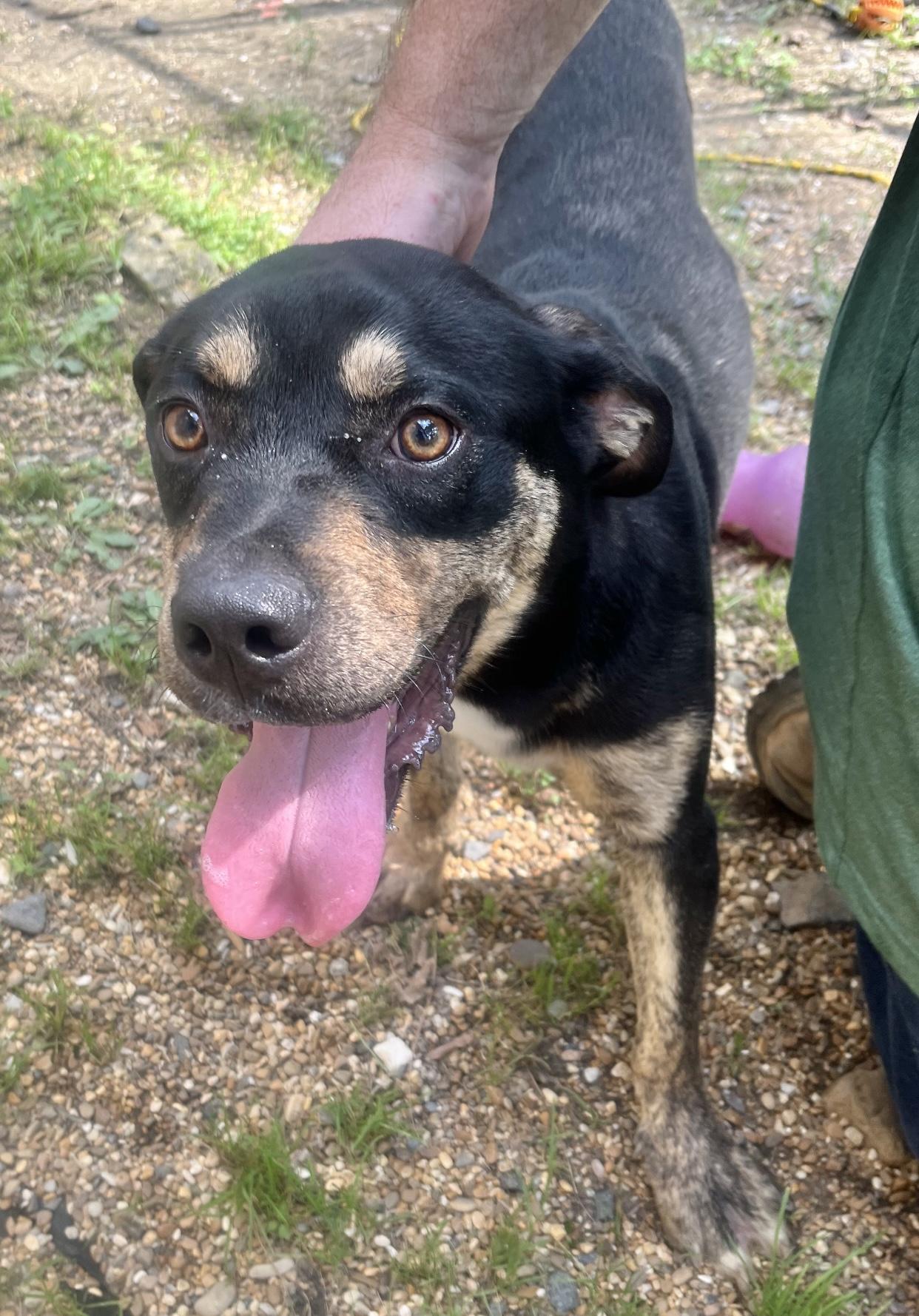 Taz, ADOPTABLE, Adult Male Mixed Breed.