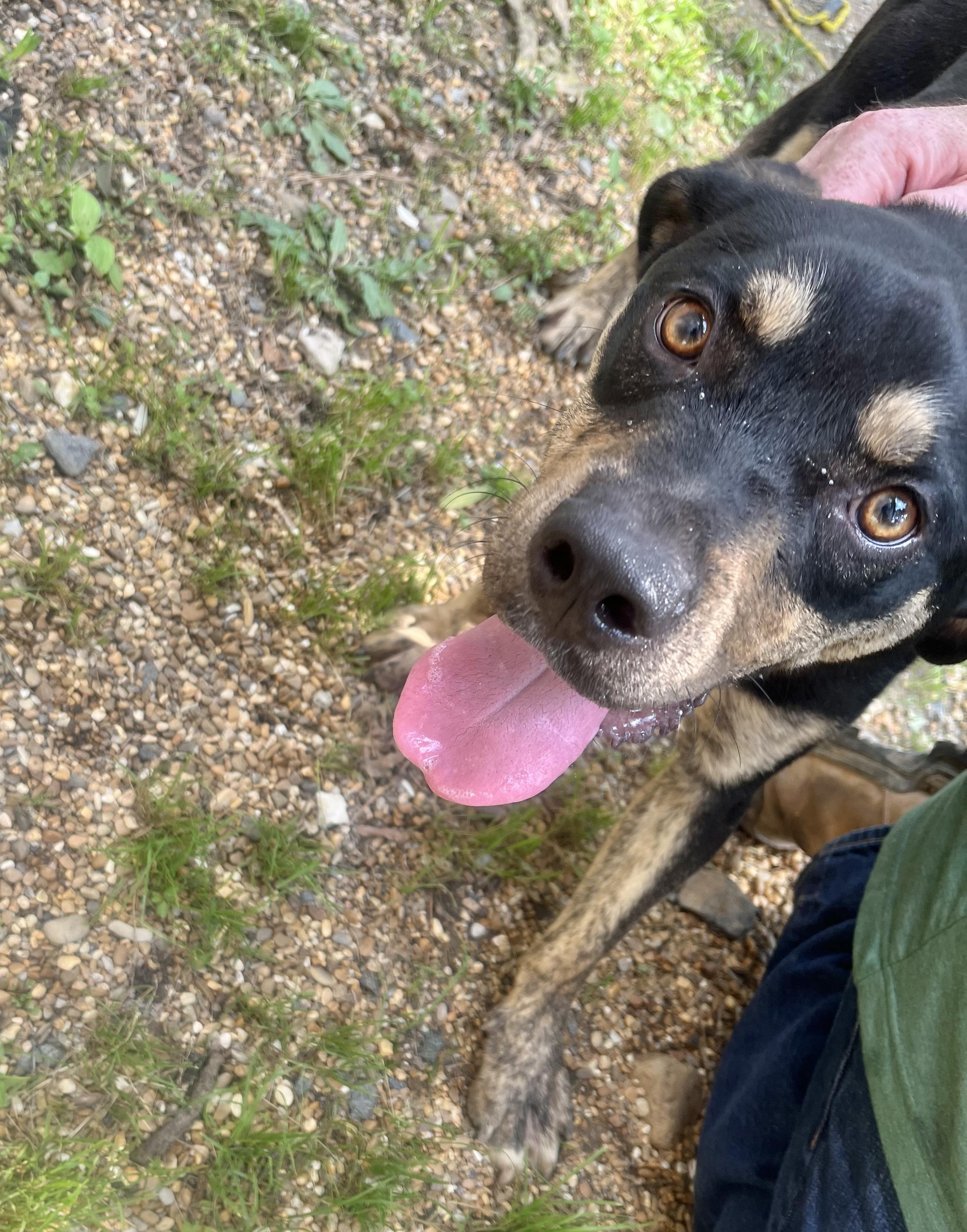 Enlarge Taz, a ADOPTABLE Mixed Breed in Manchester, CT image 3/4