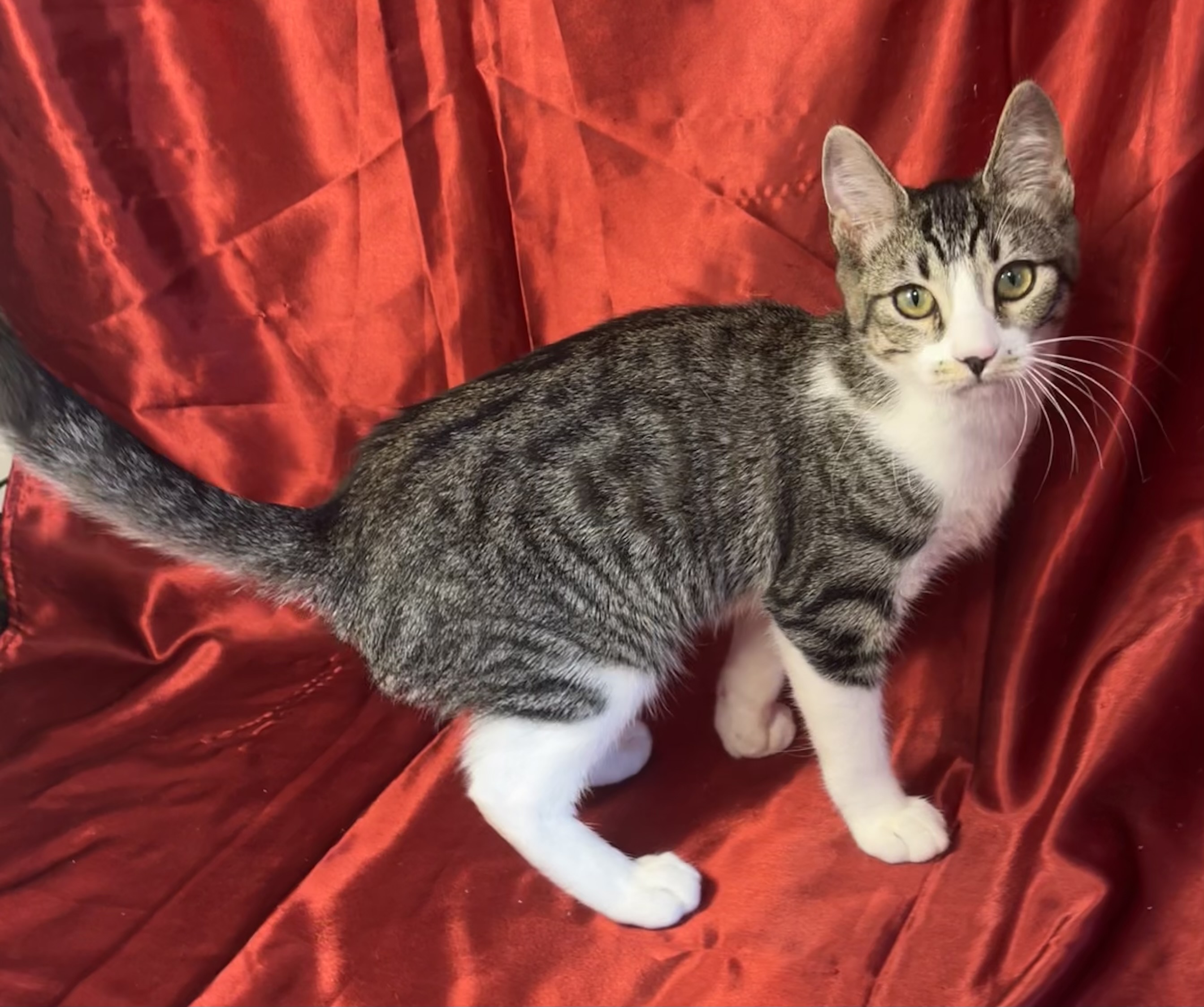 Zania, a Adoptable Domestic Short Hair in Vallejo, CA image 2/2