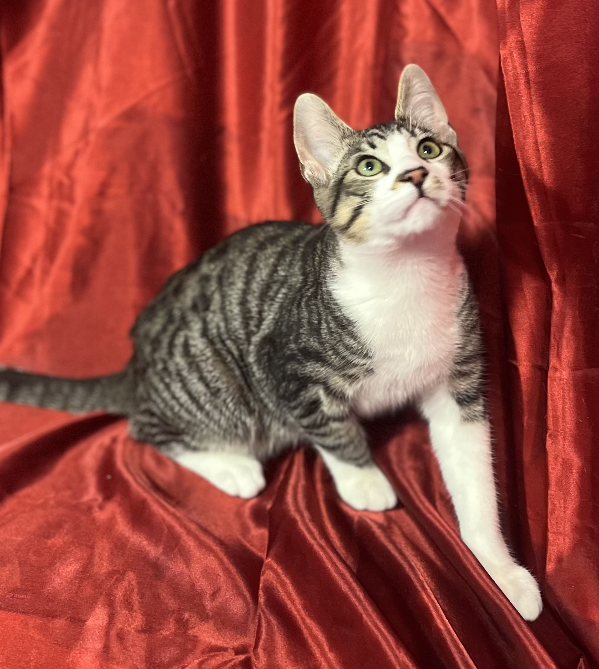 Zania, a Adoptable Domestic Short Hair in Vallejo, CA image 1/2