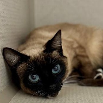 Lydia, adopted, Young Female Siamese.