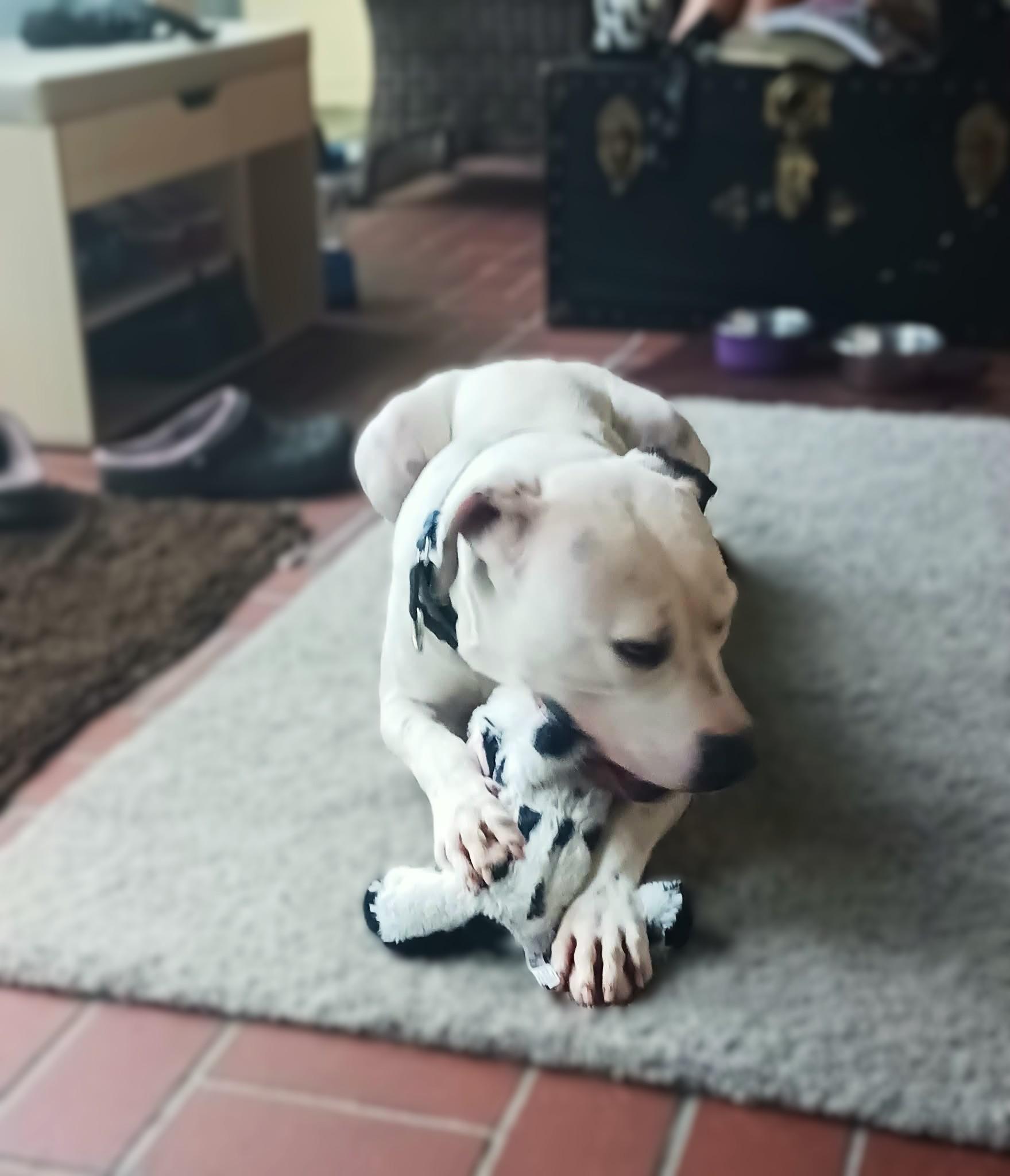 Eloise, Adoptable, Young Female Mixed Breed.