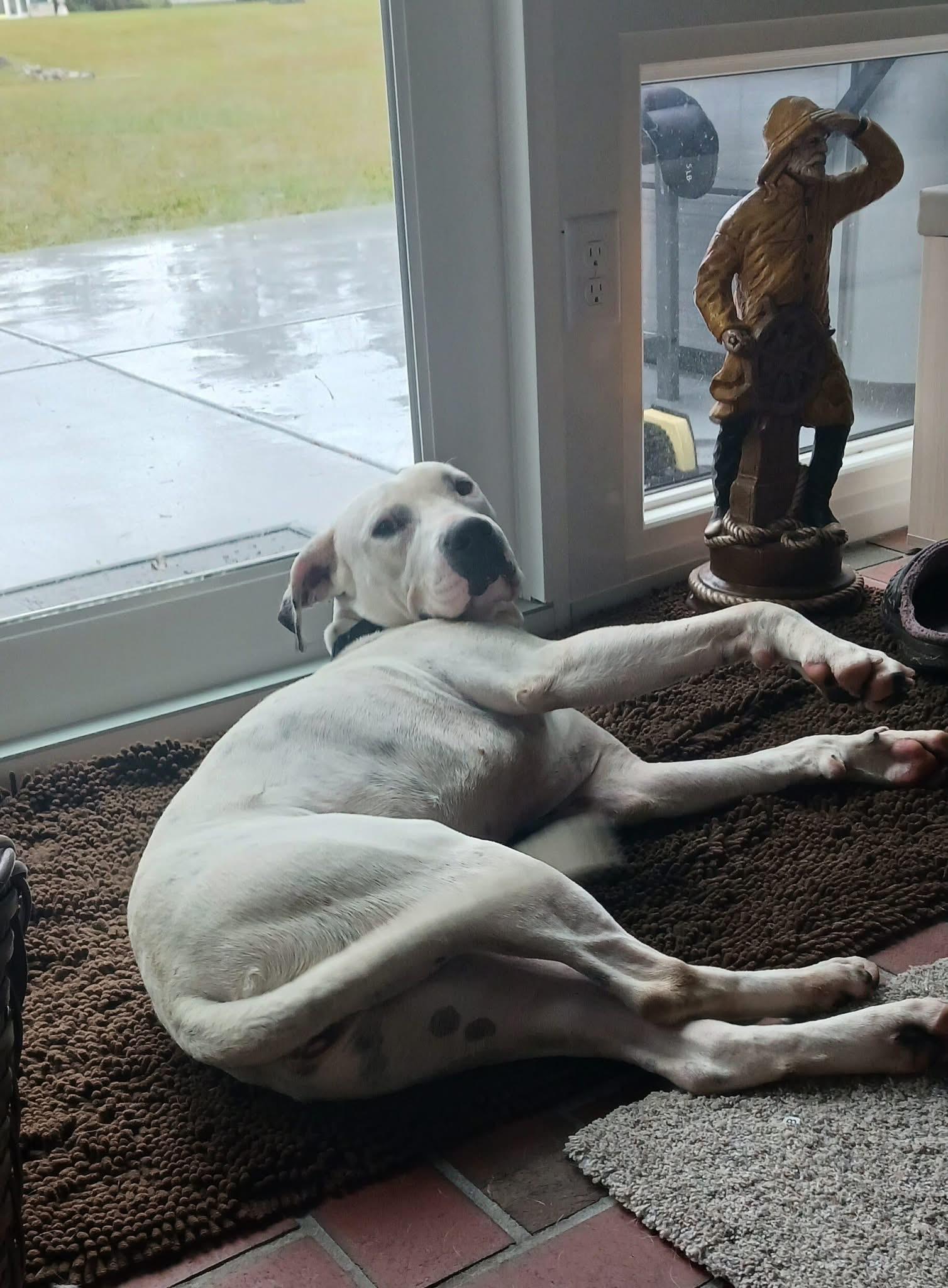 Enlarge Eloise, a Adoptable mixed breed in Georgetown, SC image 2/4