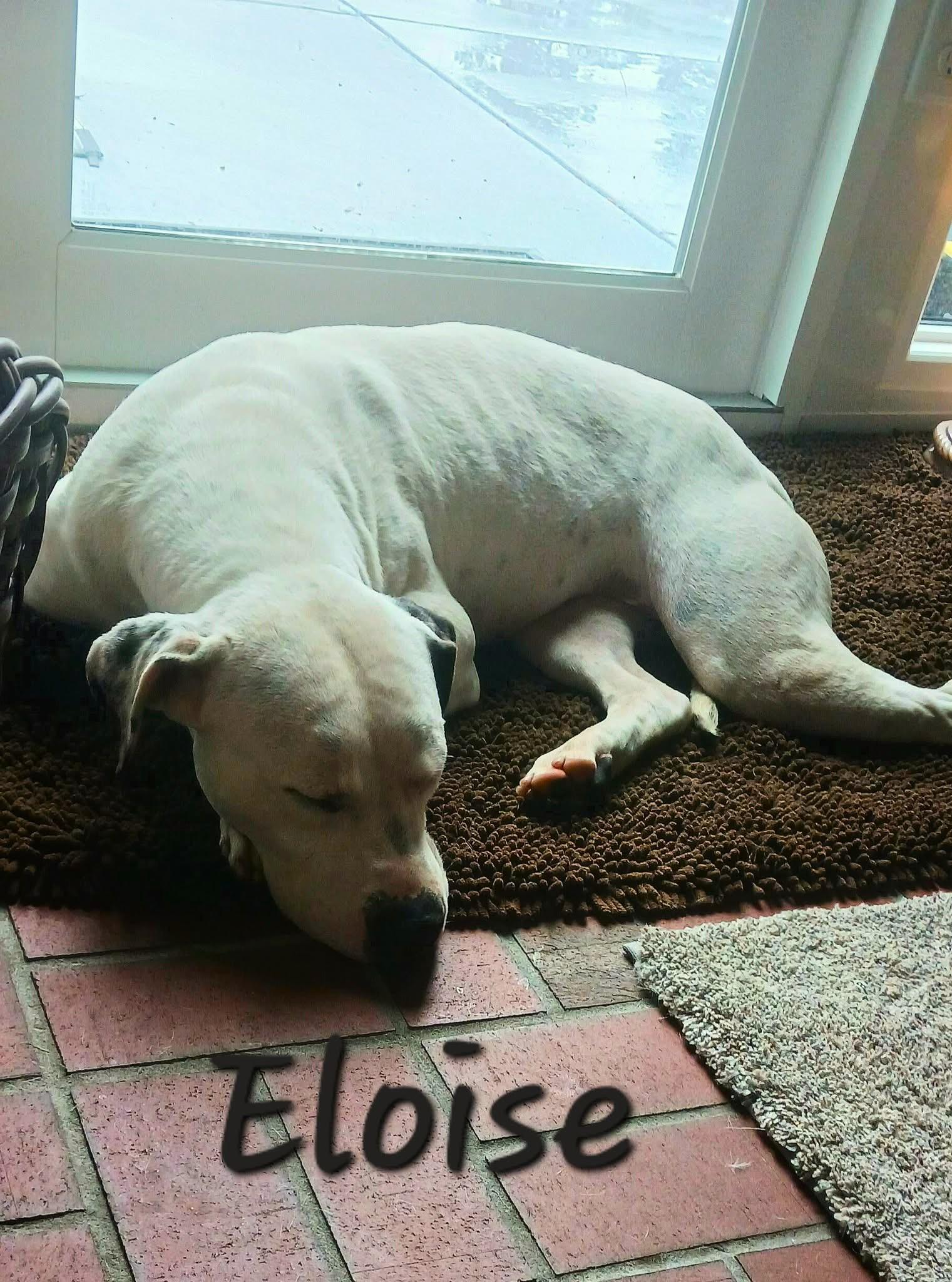 Enlarge Eloise, a Adoptable mixed breed in Georgetown, SC image 3/4