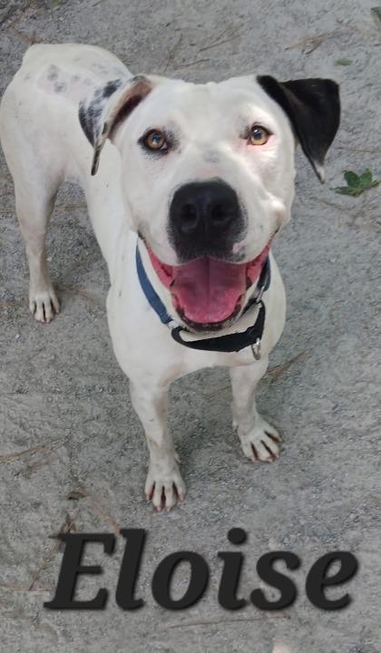 Enlarge Eloise, a Adoptable mixed breed in Georgetown, SC image 4/4