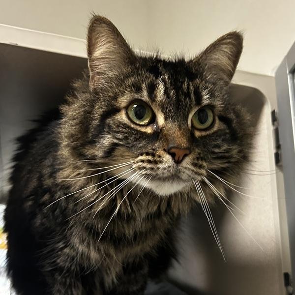 Stephie, Adoptable, Senior Female Domestic Medium Hair.