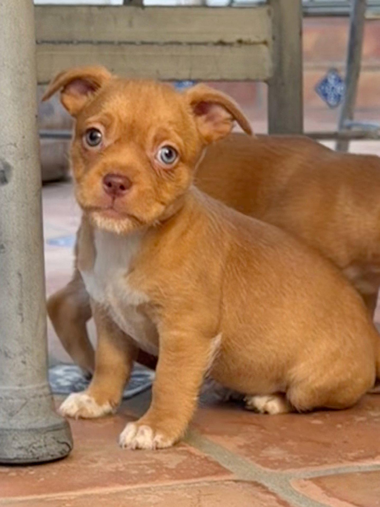 Tilia, a Adoptable Terrier in Capistrano Beach, CA image 2/3