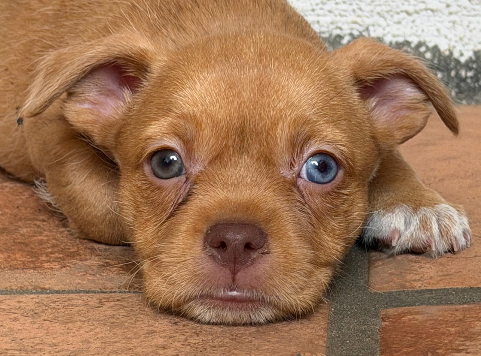 Tilia, a Adoptable Terrier in Capistrano Beach, CA image 3/3