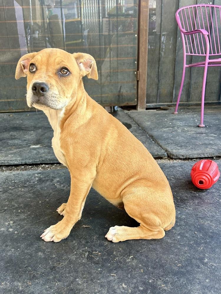 Polly, ADOPTABLE, Puppy Female American Staffordshire Terrier.