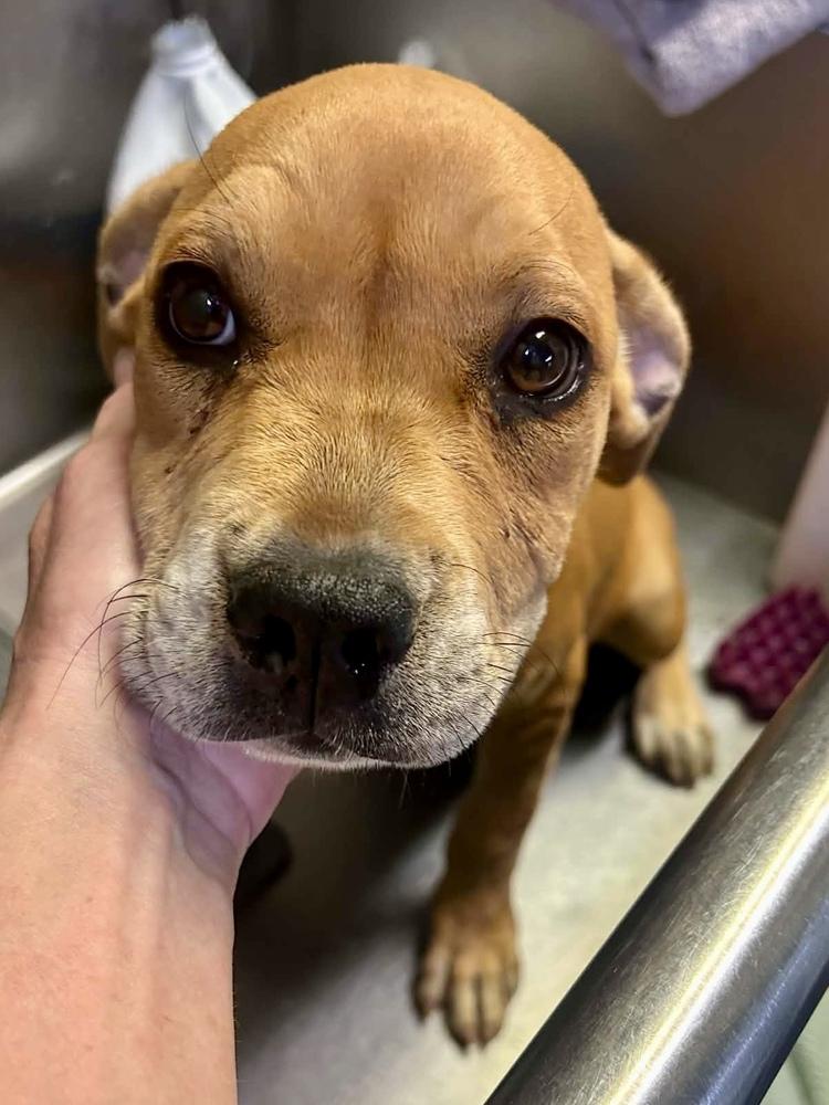 Enlarge Polly, a ADOPTABLE American Staffordshire Terrier in TUCSON, AZ image 6/6