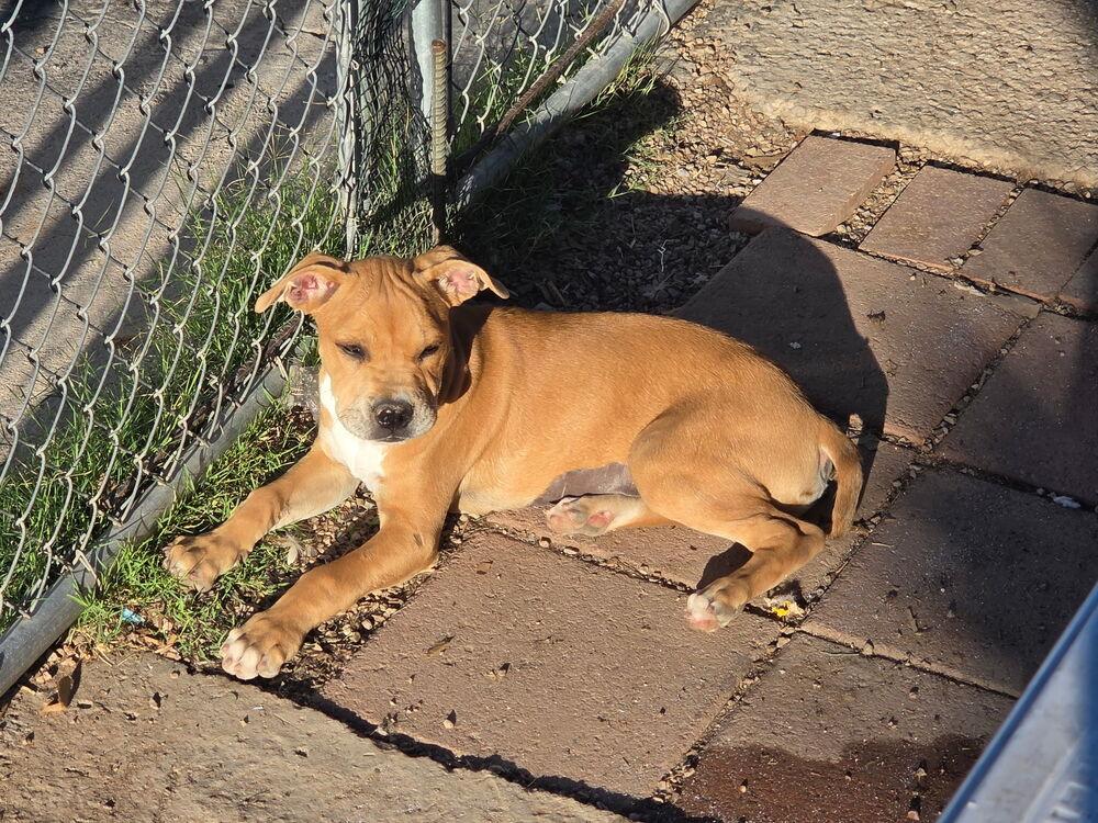 Enlarge Polly, a ADOPTABLE American Staffordshire Terrier in TUCSON, AZ image 4/6