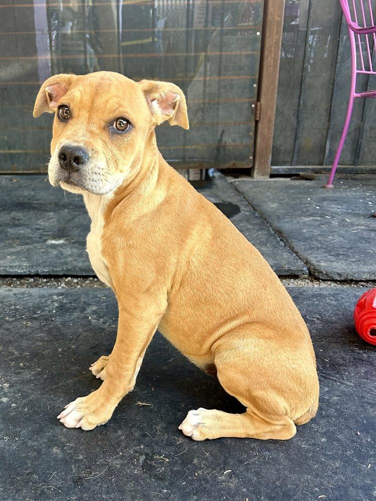 Enlarge Polly, a ADOPTABLE American Staffordshire Terrier in TUCSON, AZ image 5/6
