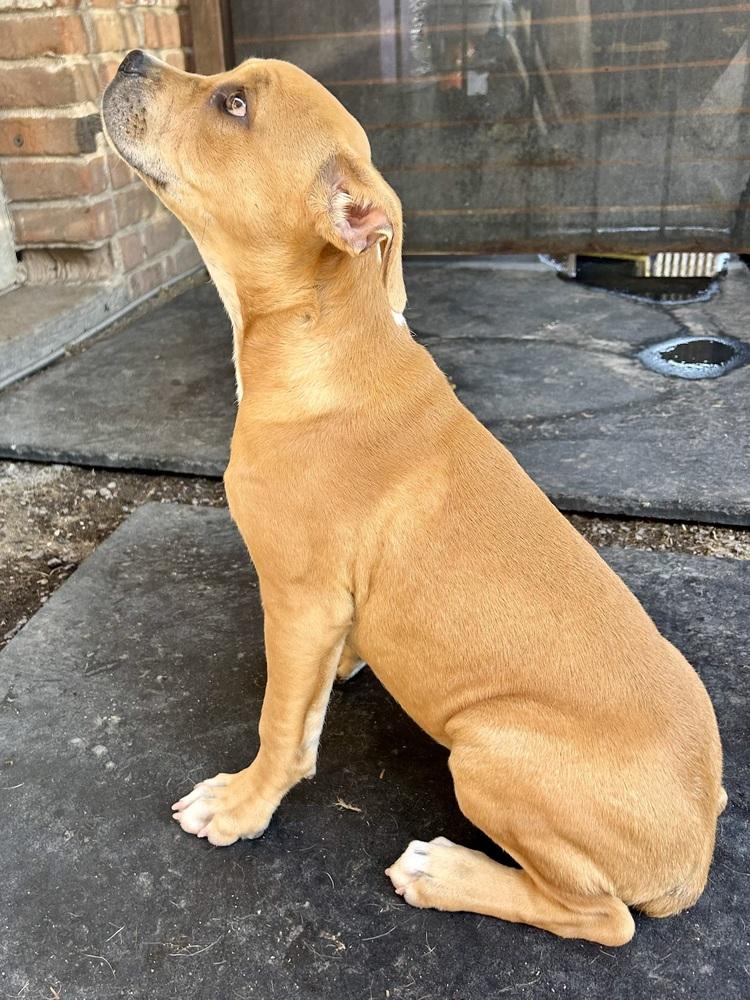 Enlarge Polly, a ADOPTABLE American Staffordshire Terrier in TUCSON, AZ image 2/6