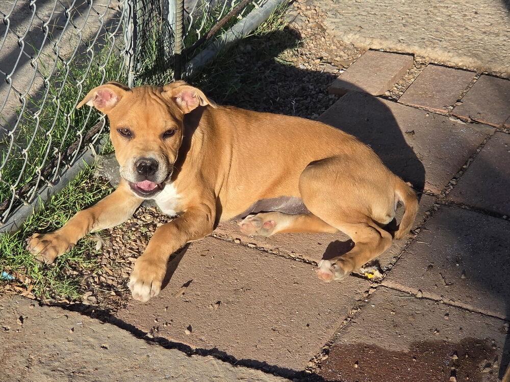Enlarge Polly, a ADOPTABLE American Staffordshire Terrier in TUCSON, AZ image 3/6