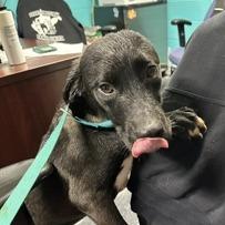 Clove, Adoptable, Puppy Female Shepherd & Mixed Breed.