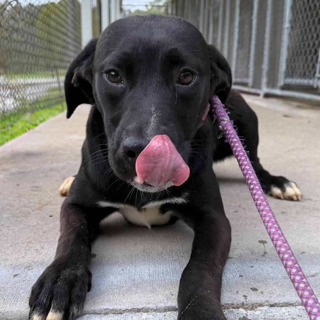 Enlarge Clove, a Adoptable mixed breed in Shinnston, WV image 2/2
