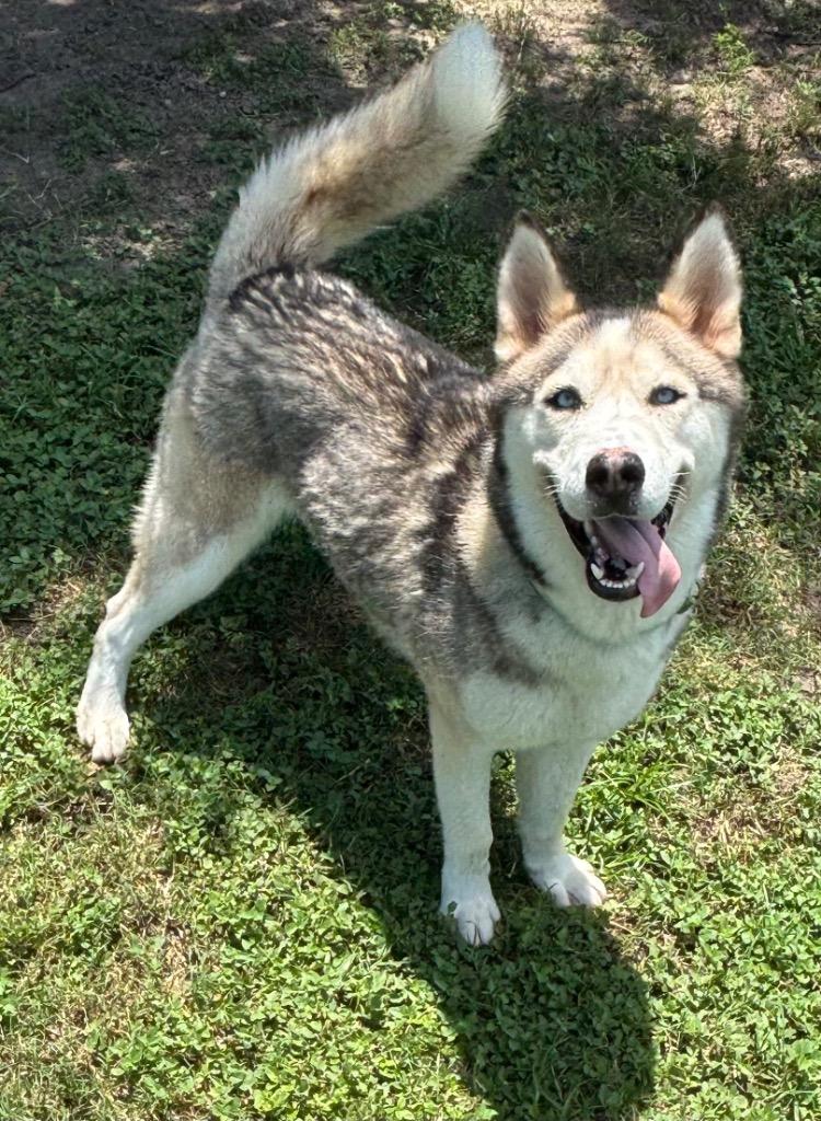 Enlarge Solomon (Wolf), a Adoptable Mixed Breed in Ocala, FL image 2/2