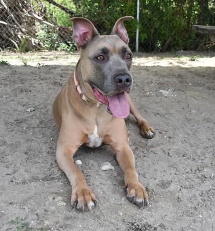 Doodle Dew, a ADOPTABLE mixed breed in Inverness, FL image 1/2