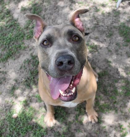 Doodle Dew, a ADOPTABLE mixed breed in Inverness, FL image 2/2