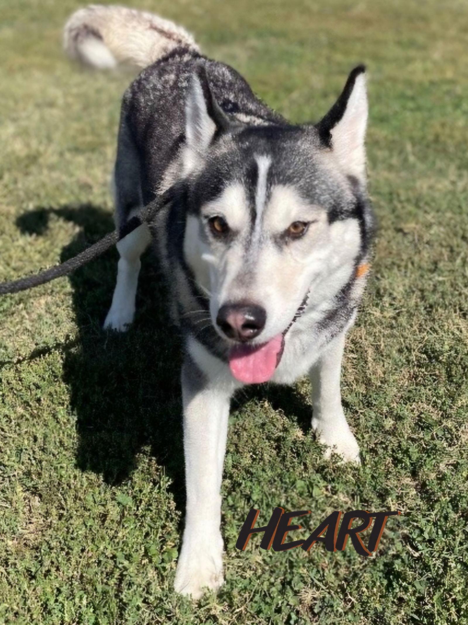 Ember, Adoptable, Adult Female Siberian Husky.