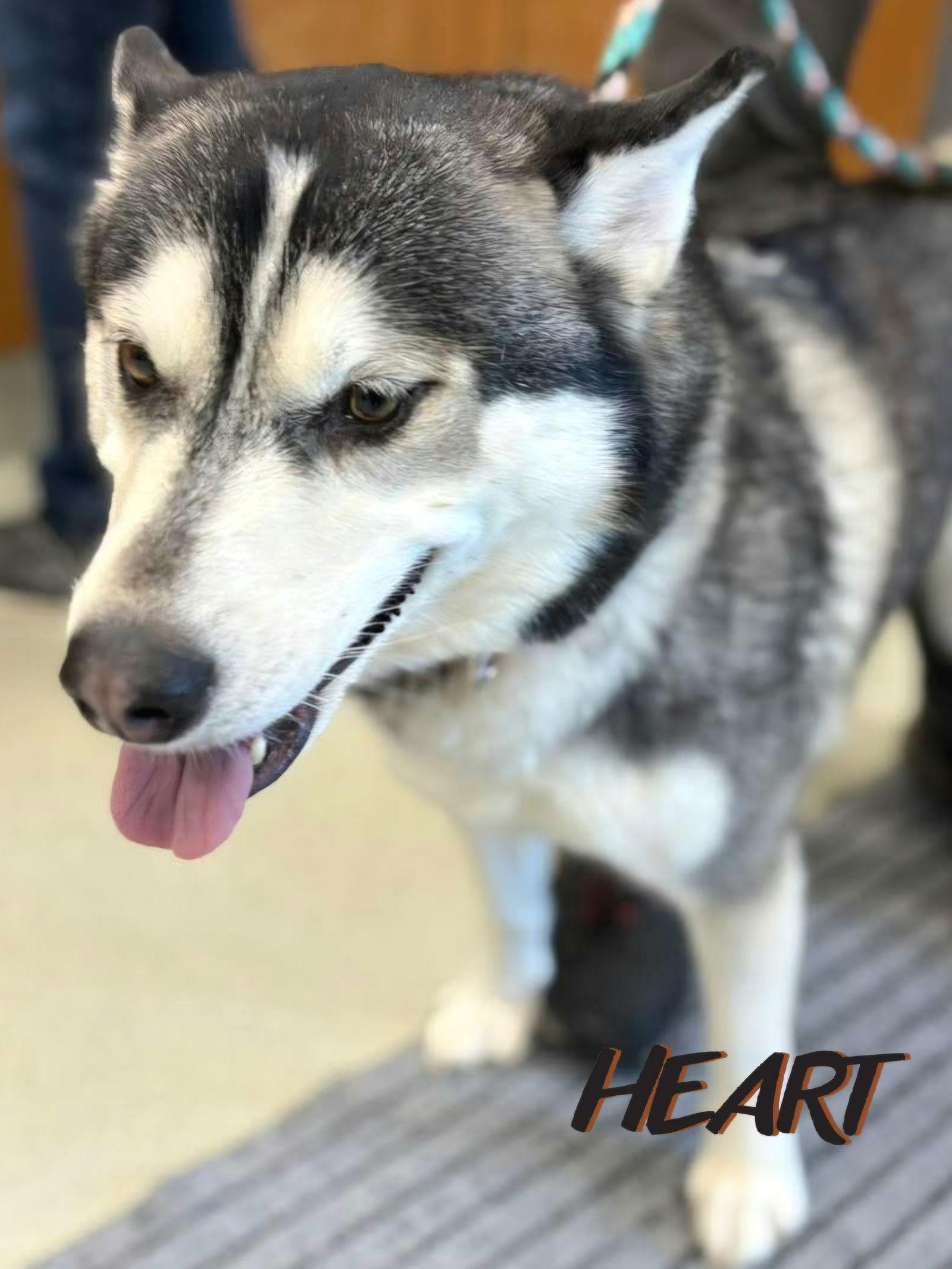 Ember, a Adoptable Siberian Husky in Millersville, MD image 3/3