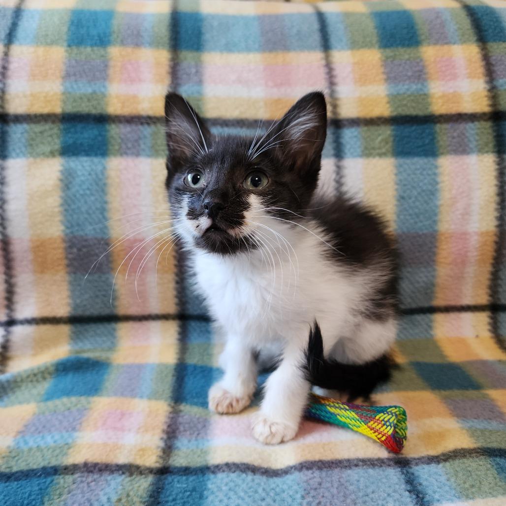 ELMER, adopted, Kitten Male Domestic Short Hair.
