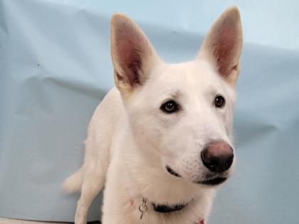 Krypto, Adoptable, Adult Male White German Shepherd & Mixed Breed.