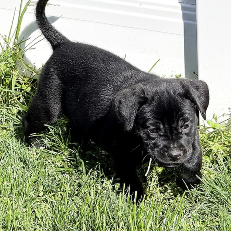 Enlarge Ruthie, a ADOPTABLE mixed breed in Boston, MA image 1/5