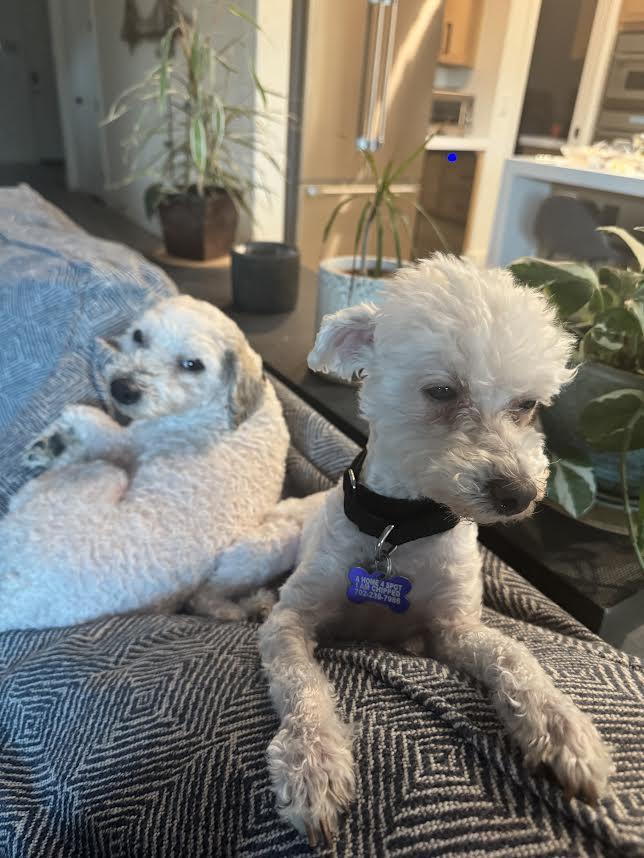 Minny and Mickey bonded pair