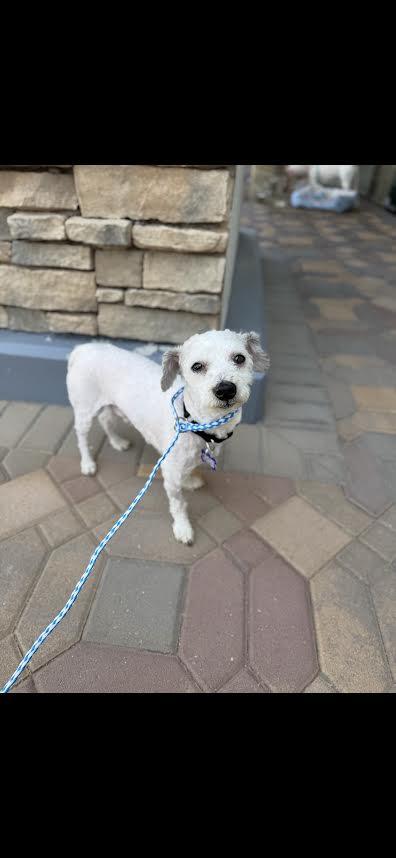 Minny and Mickey bonded pair
