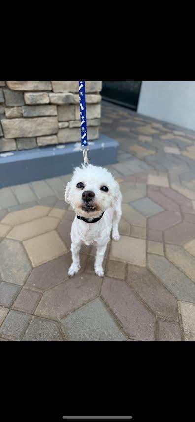 Minny and Mickey bonded pair
