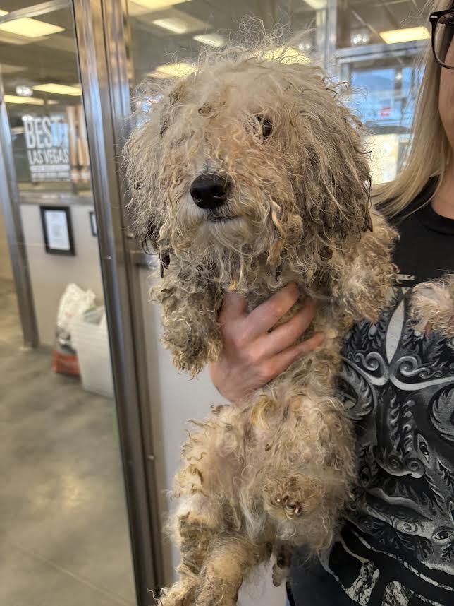 Minny and Mickey bonded pair