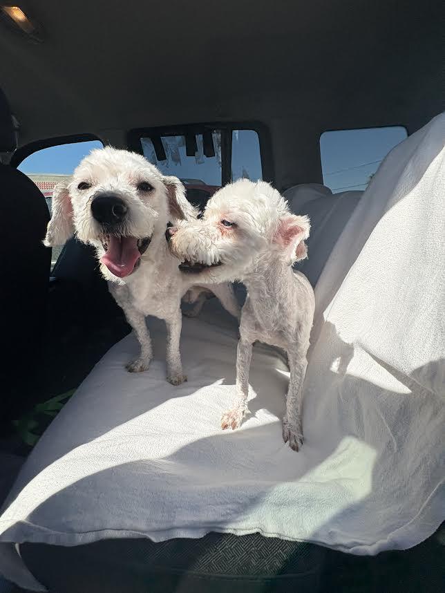 Minny and Mickey bonded pair, Adult Female unknown