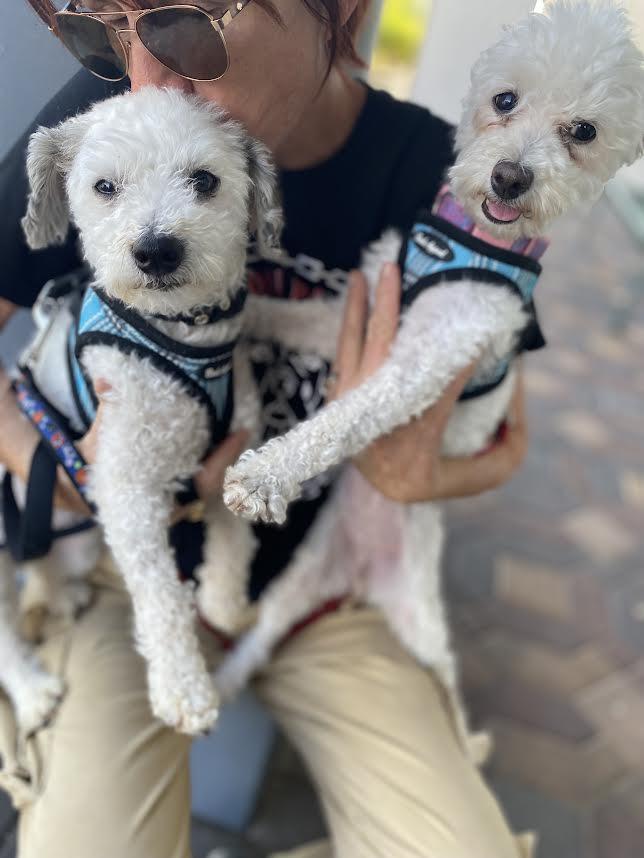 Minny and Mickey bonded pair