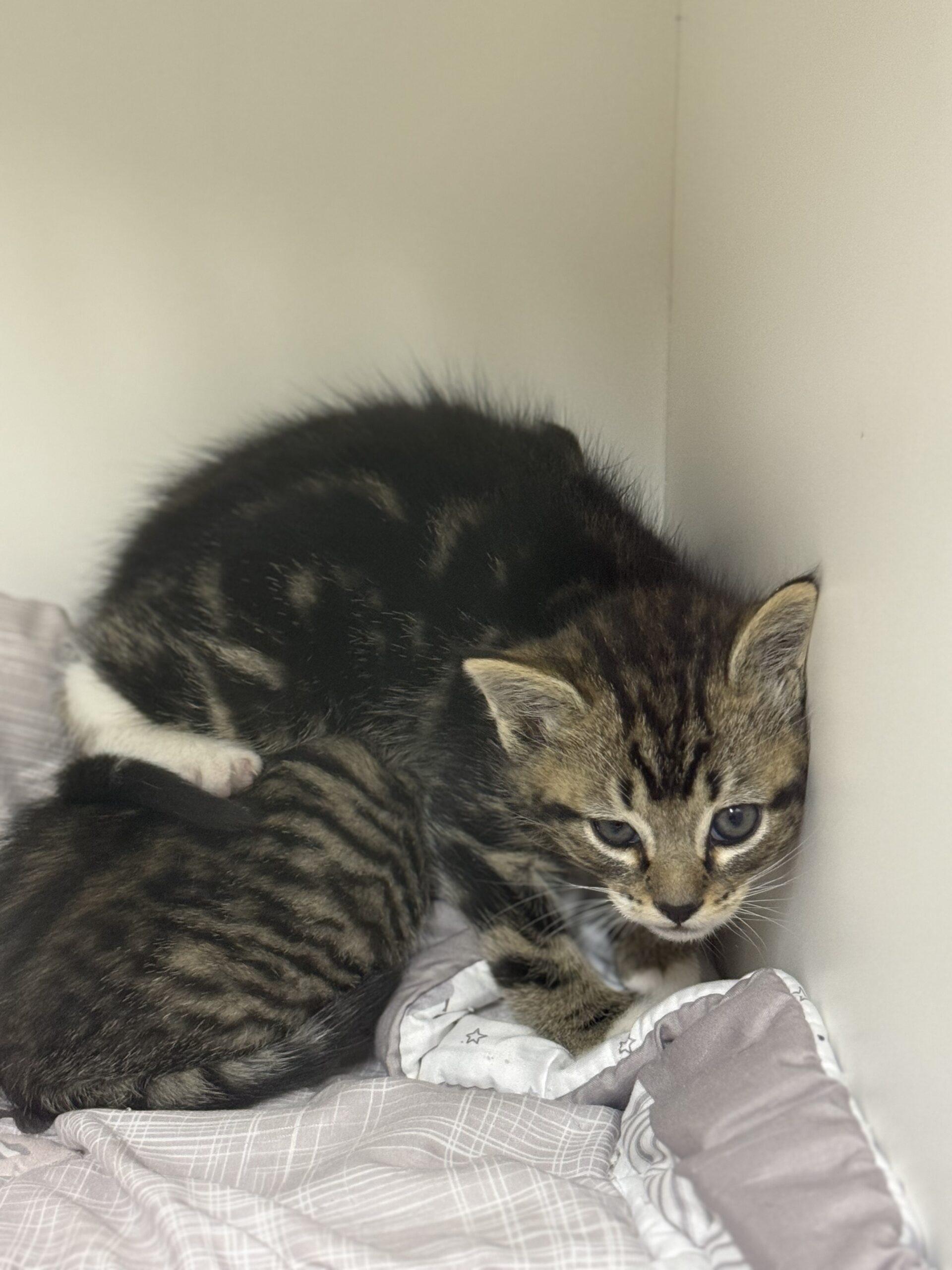 Enlarge Nugget, a Adoptable Domestic Short Hair in Dillon, MT image 1/1
