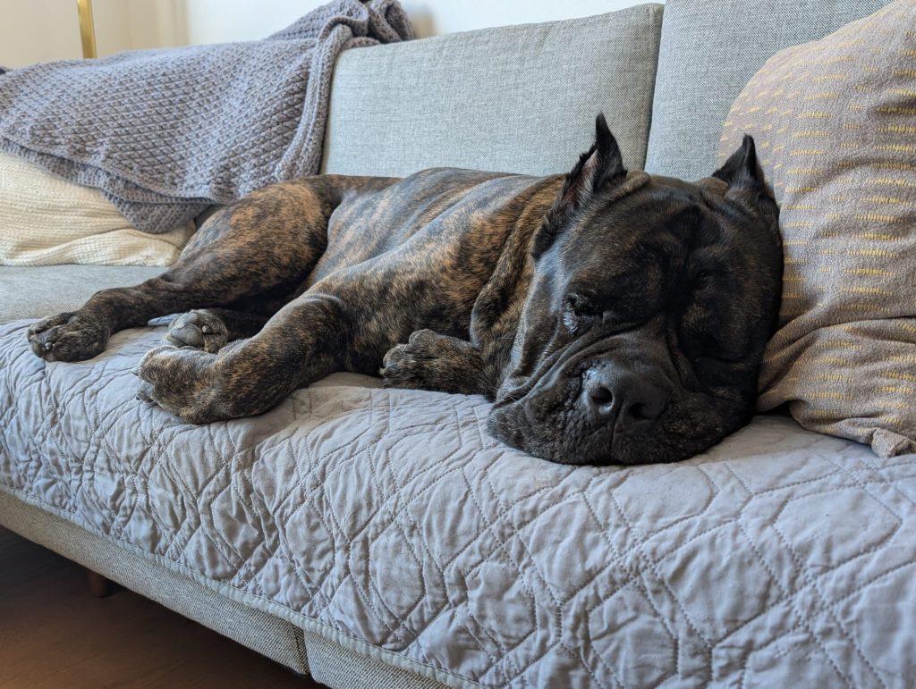 Pooch, a Adoptable Cane Corso in Ontario, NY image 4/5